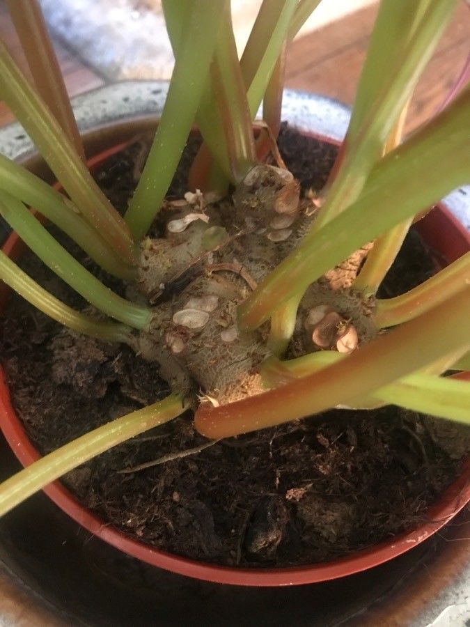 Monolena primuliflora bark