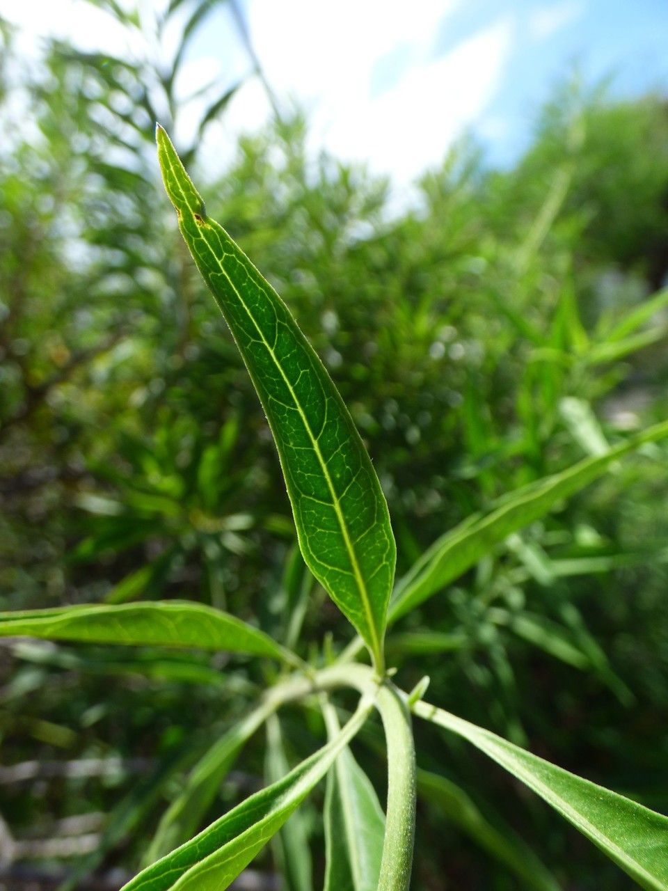 Clerodendrum heterophyllum leaf