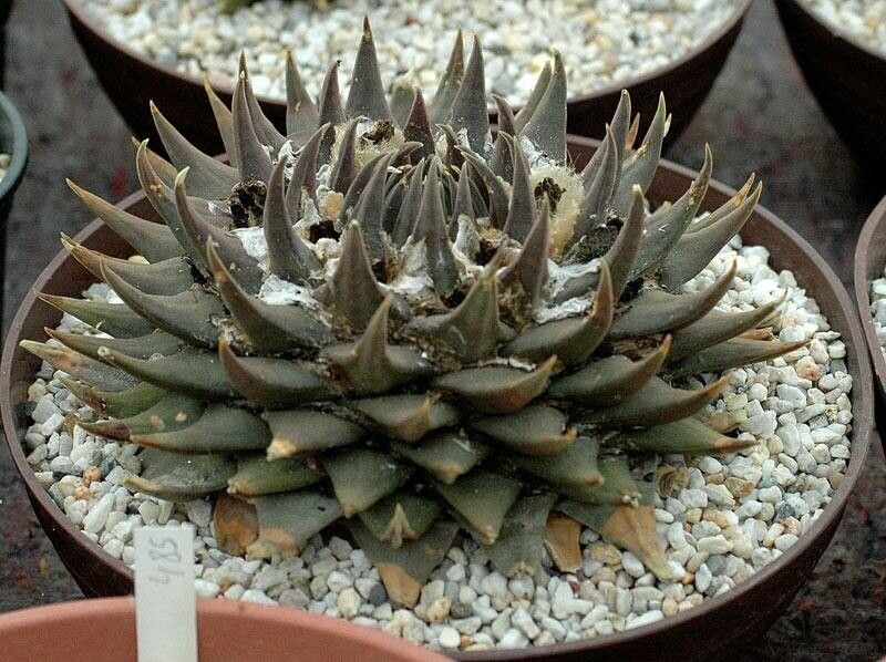 Ariocarpus trigonus habit