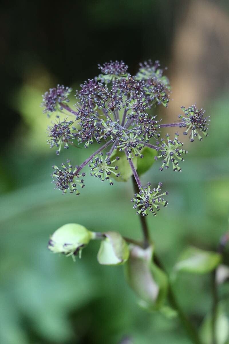 Angelica decursiva fruit