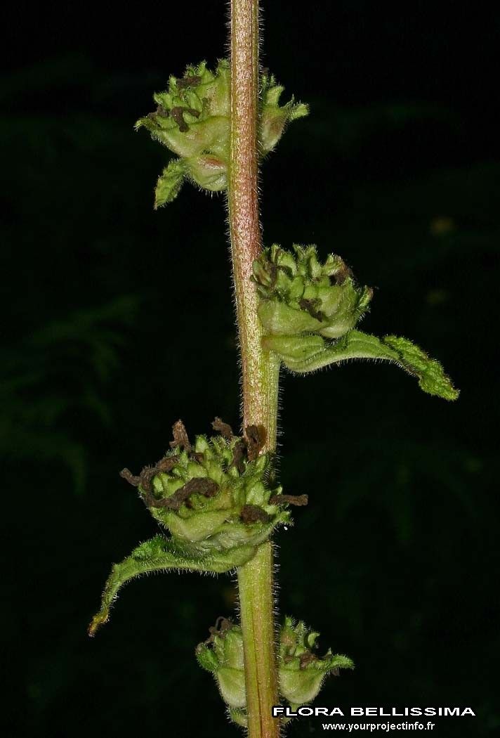 Campanula cervicaria bark
