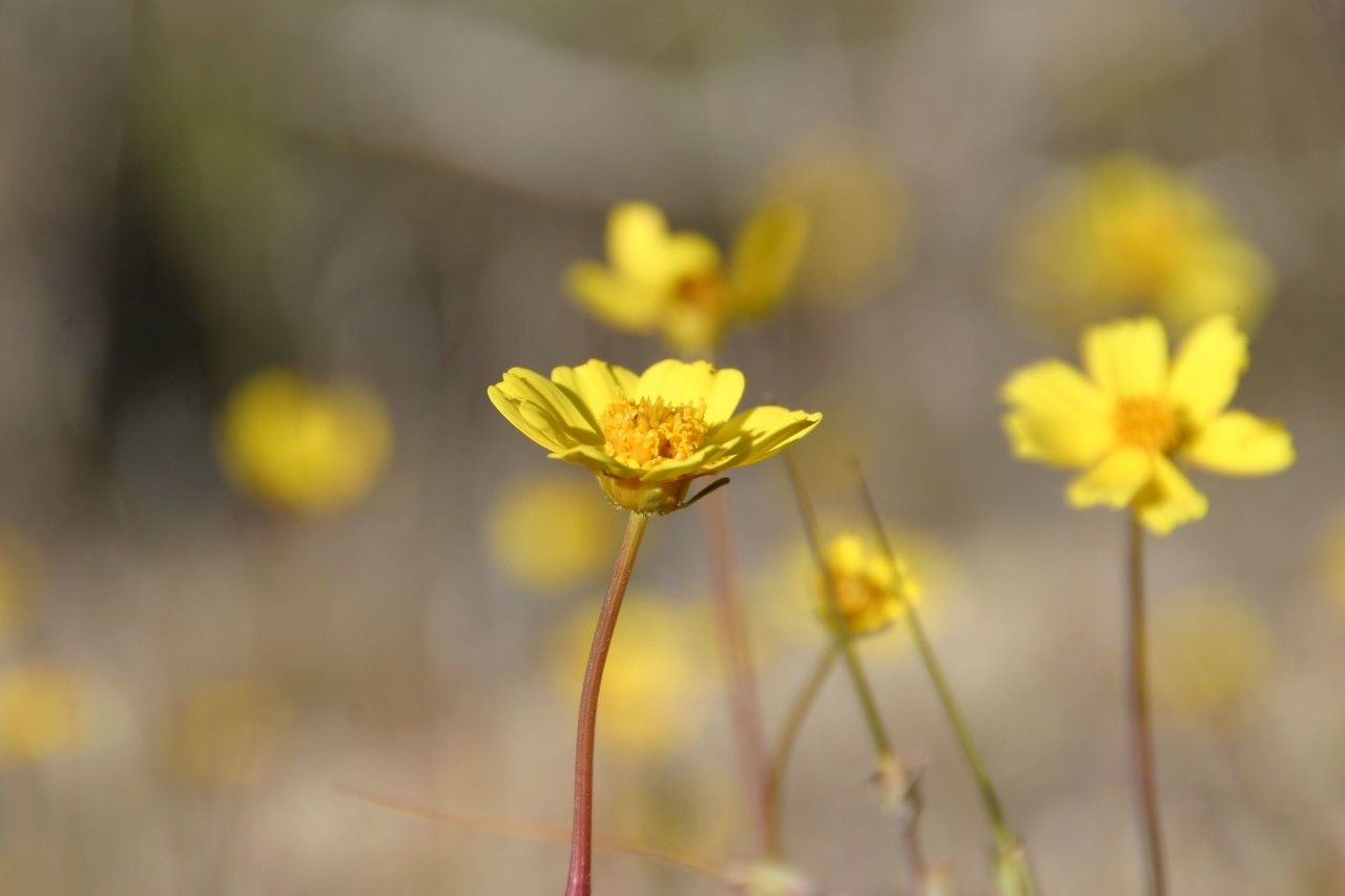 Coreopsis californica