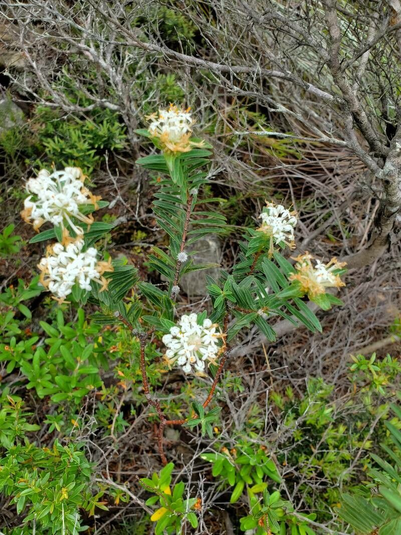 Pimelea linifolia — houseplant care guide