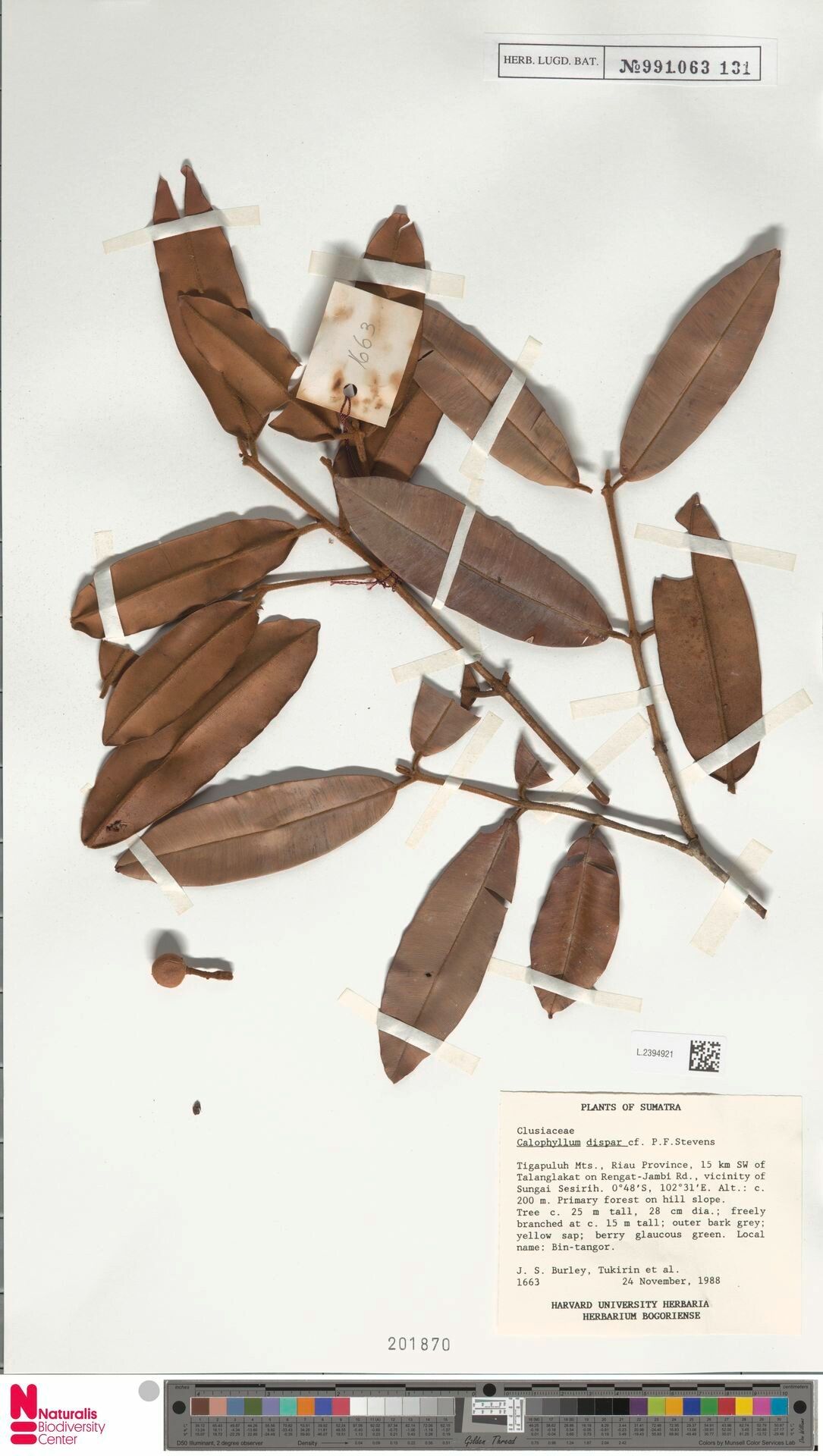 Calophyllum dispar — search result for 'Calophyllum'