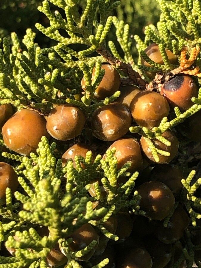 Juniperus phoenicea fruit