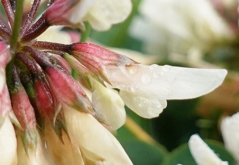 Trifolium occidentale flower