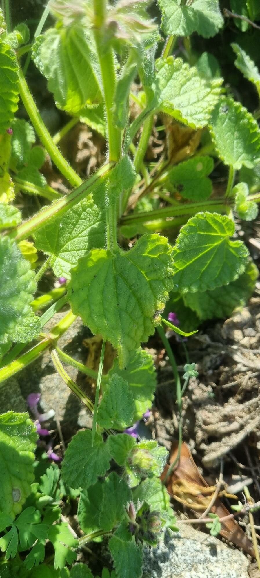 Stachys marrubiifolia — search result for 'Stachys'