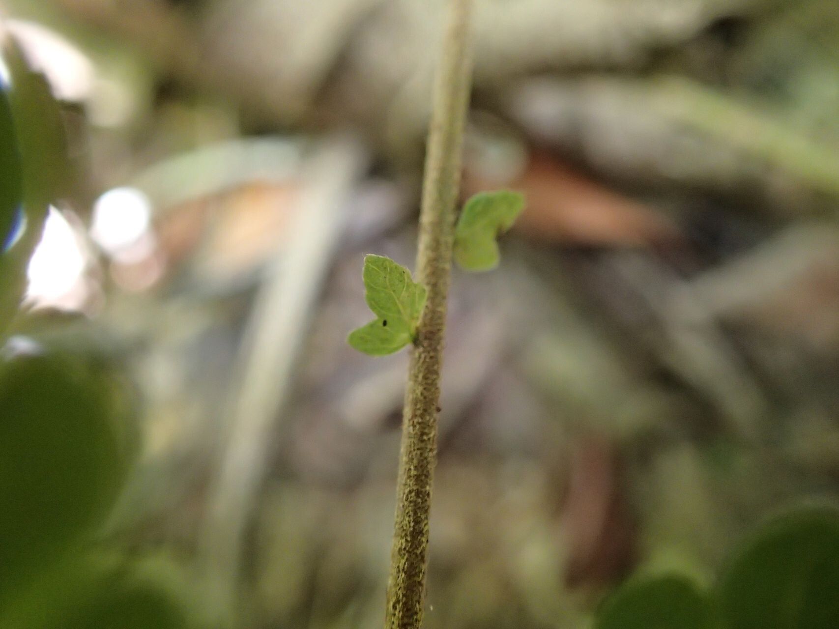 Thelypteris heterocarpos bark