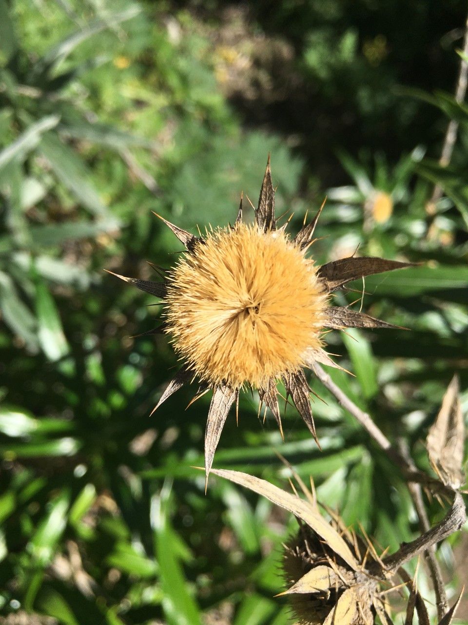 Carlina salicifolia fruit