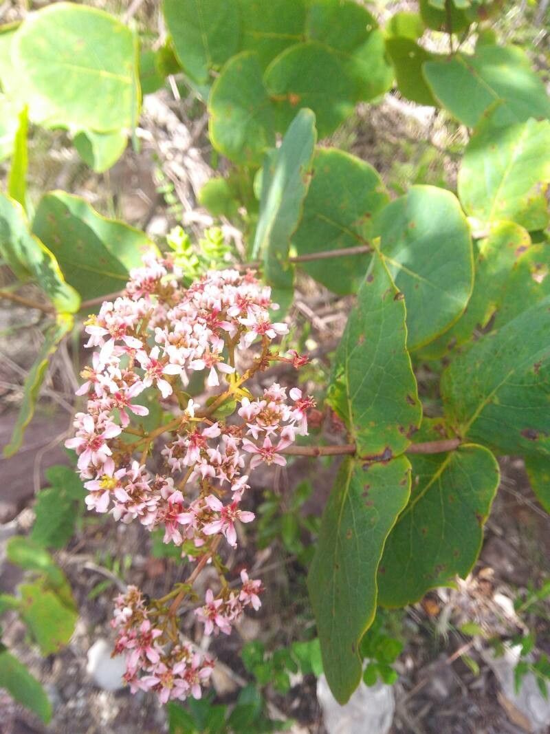 Heteropterys pteropetala — houseplant care guide