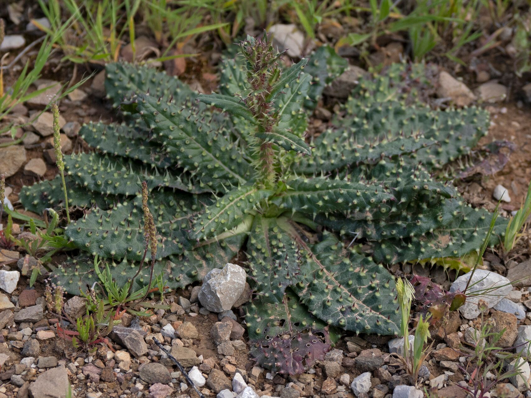 Helminthotheca comosa leaf