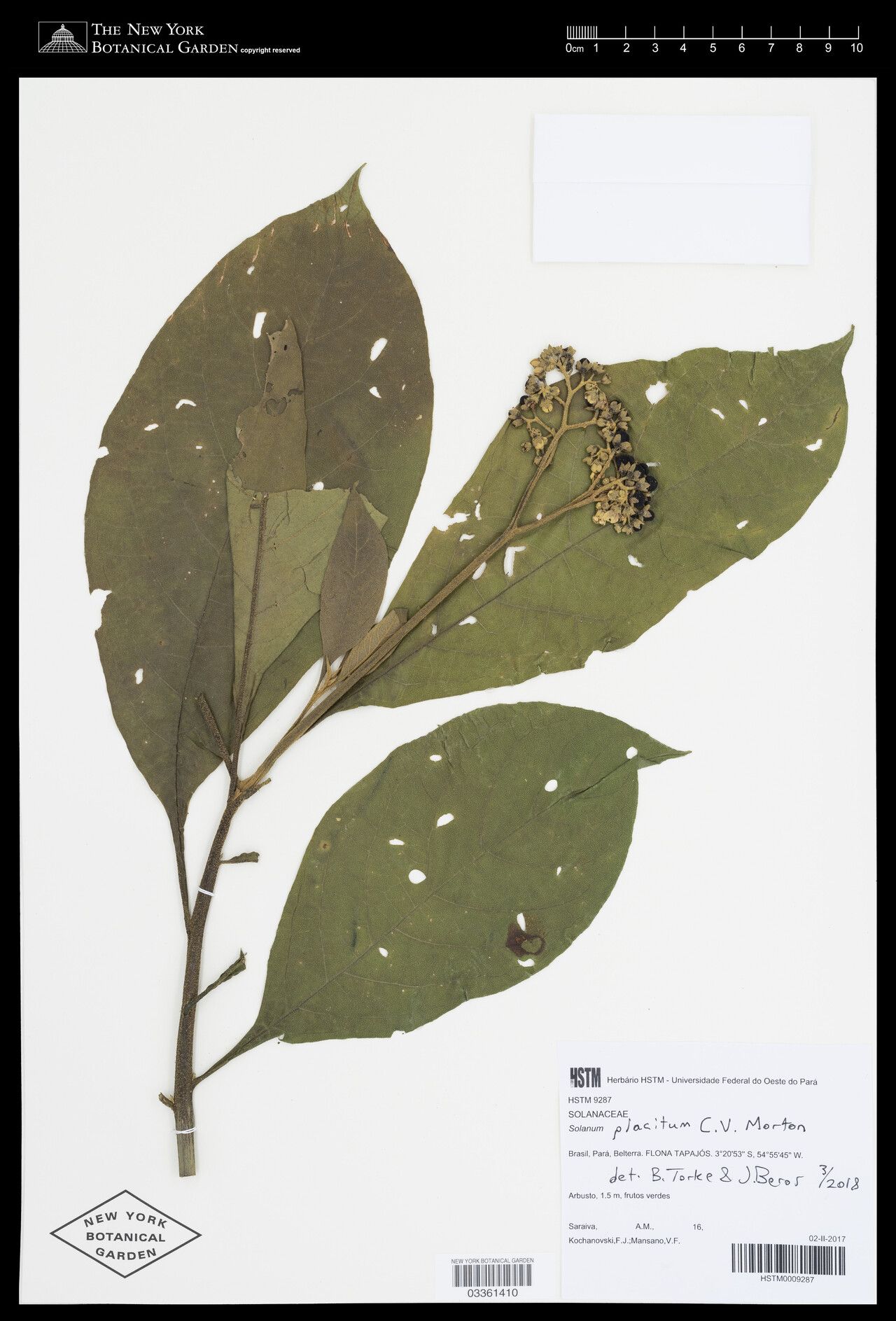 Solanum placitum — houseplant care guide