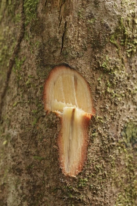 Ptychopetalum olacoides other