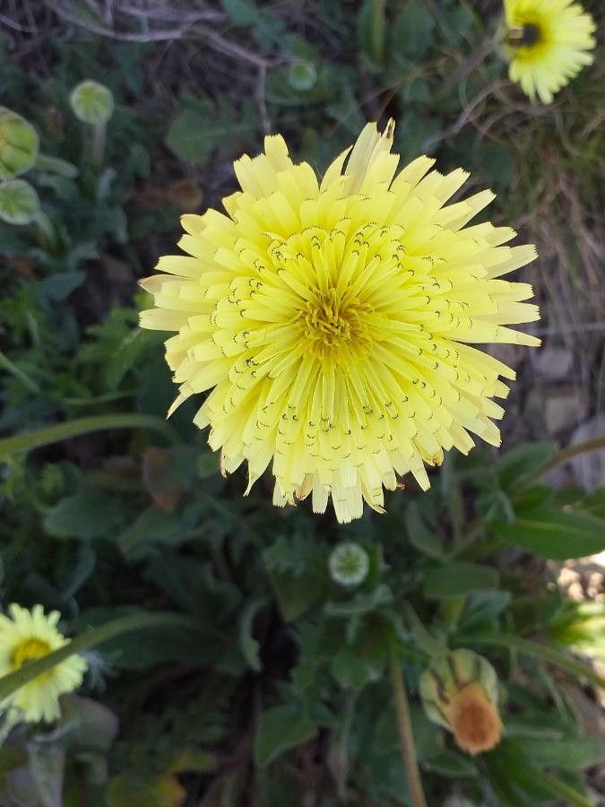 Andryala integrifolia flower