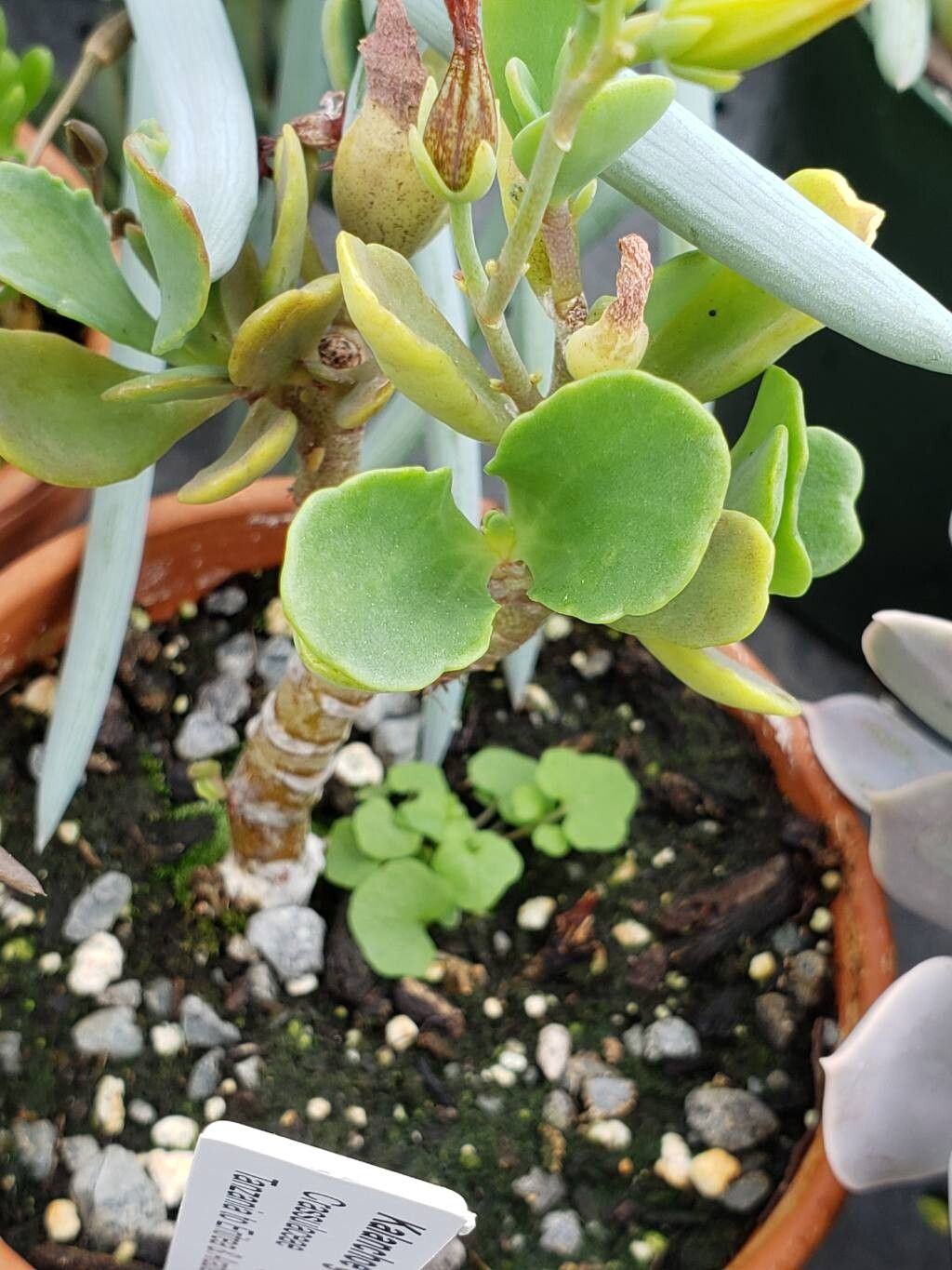 Kalanchoe glaucescens — search result for 'Kalanchoe'