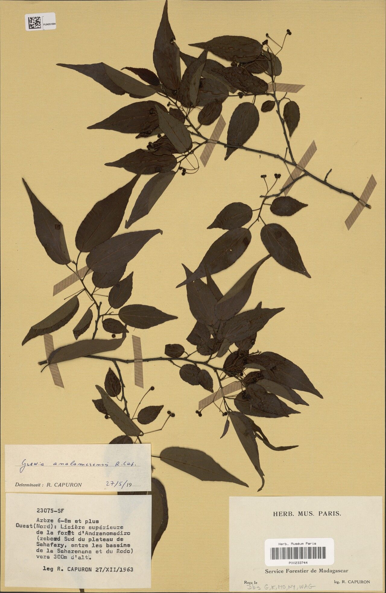 Grewia analamerensis — related species from the same genus