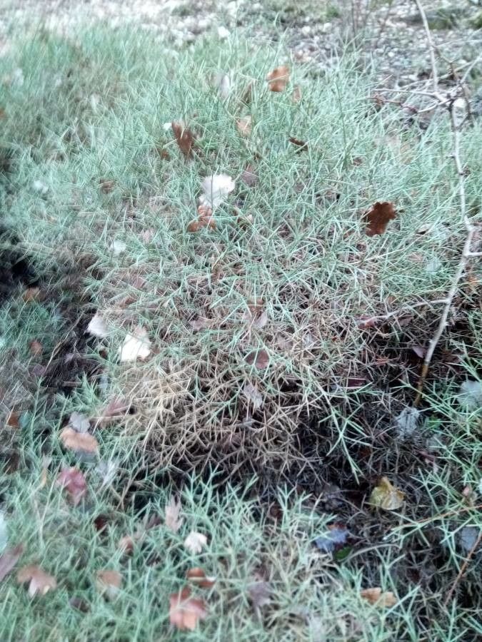 Genista boissieri leaf