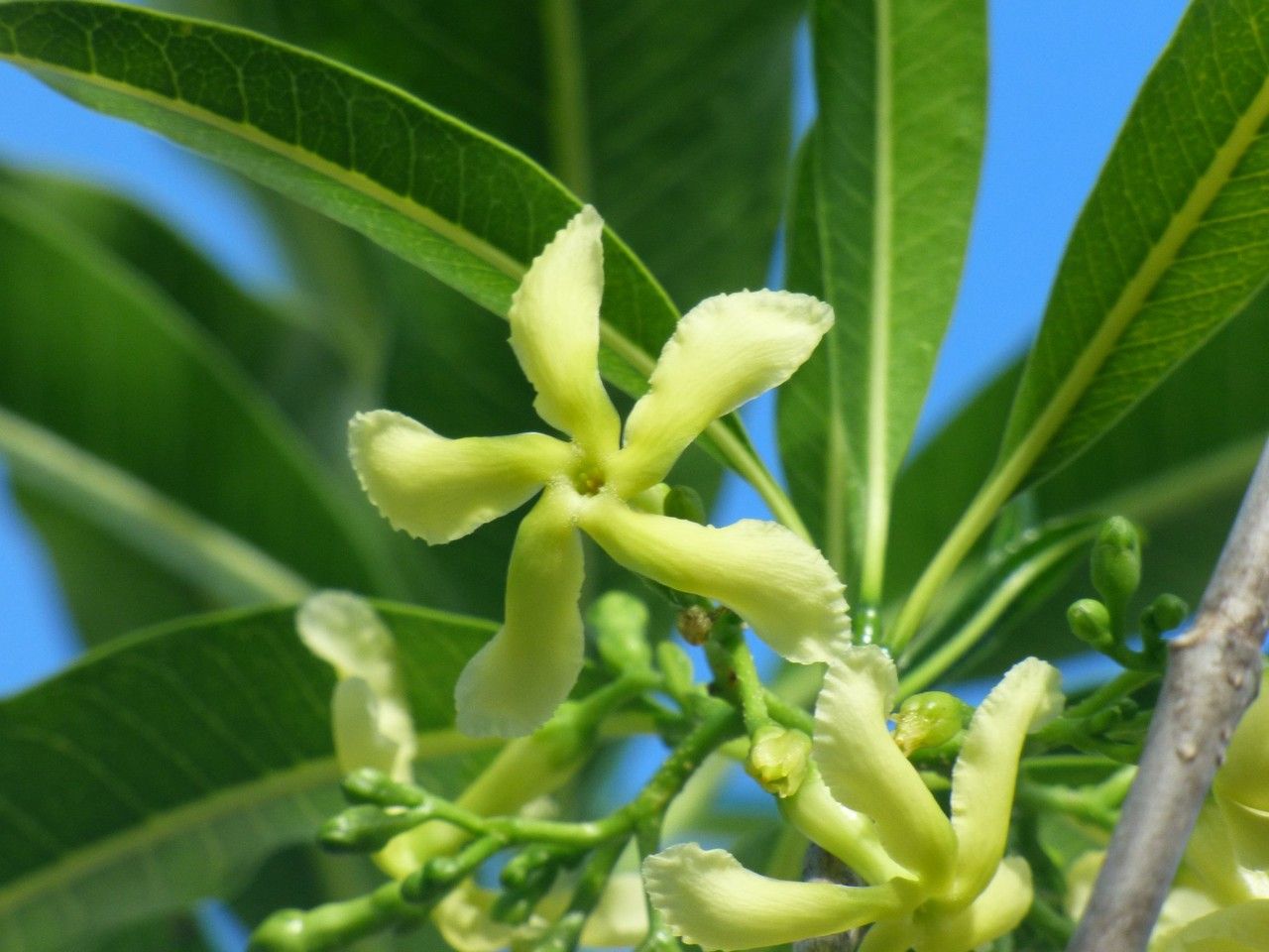Tabernaemontana persicariifolia flower