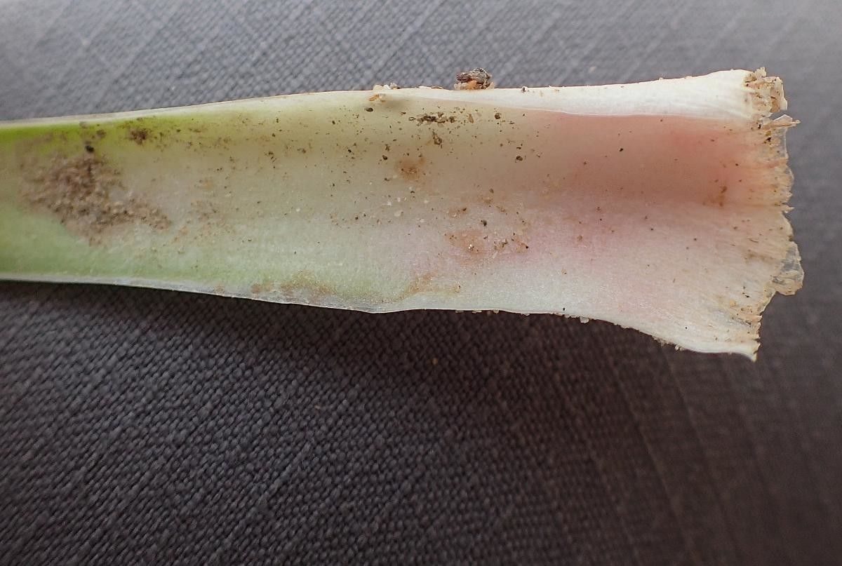 Limonium auriculiursifolium bark