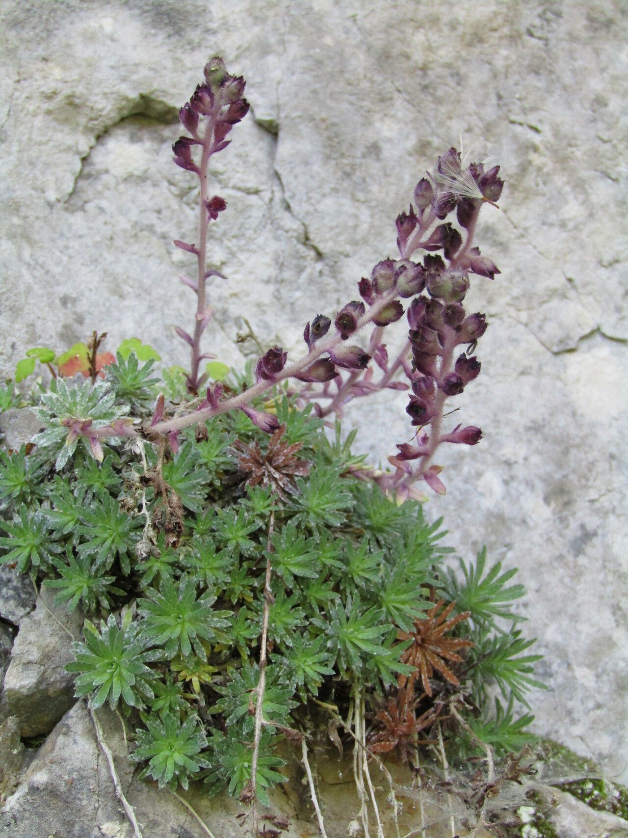 Saxifraga sempervivum flower