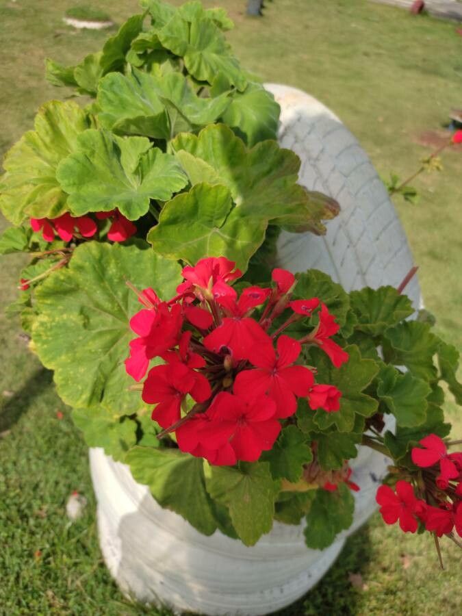 Geranium spp. flower