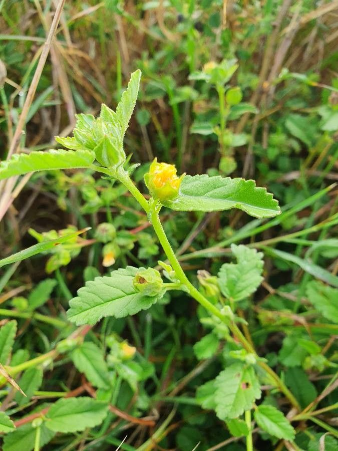 Sida schimperiana flower