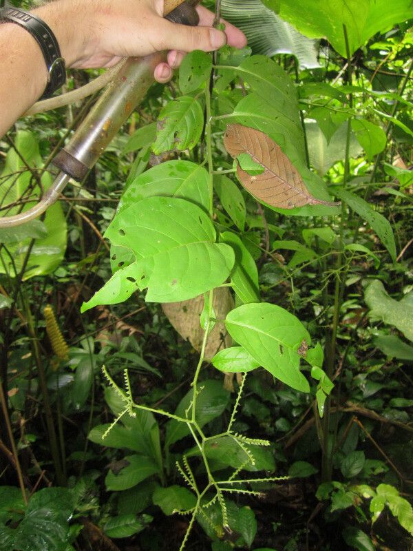 Solanum occultum leaf