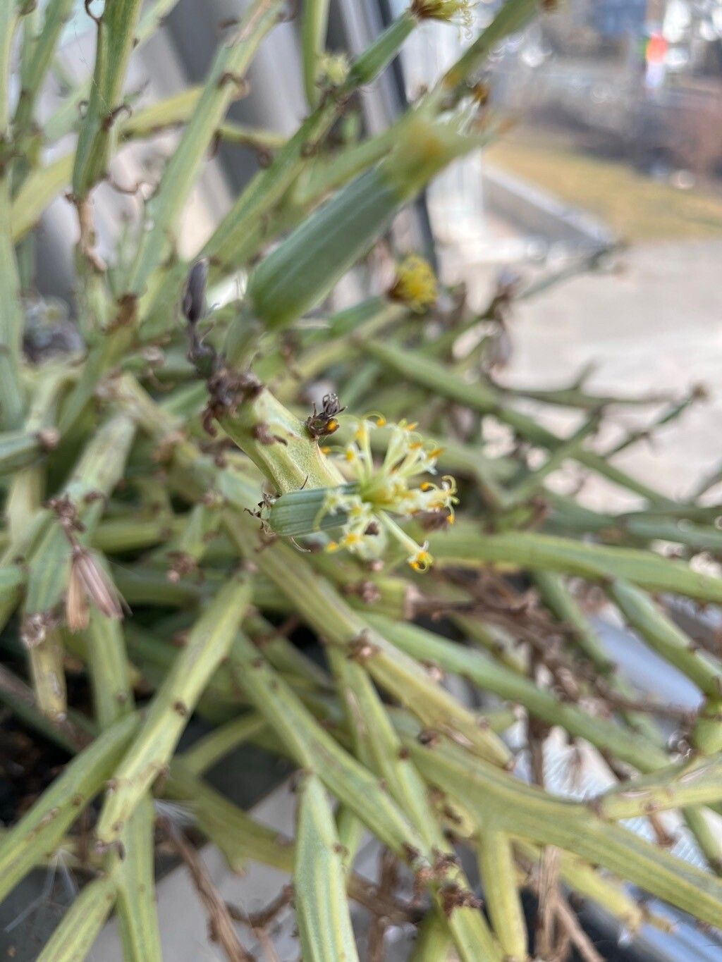 Kleinia longiflora flower