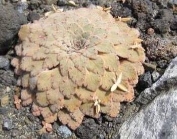 Viola volcanica — houseplant care guide