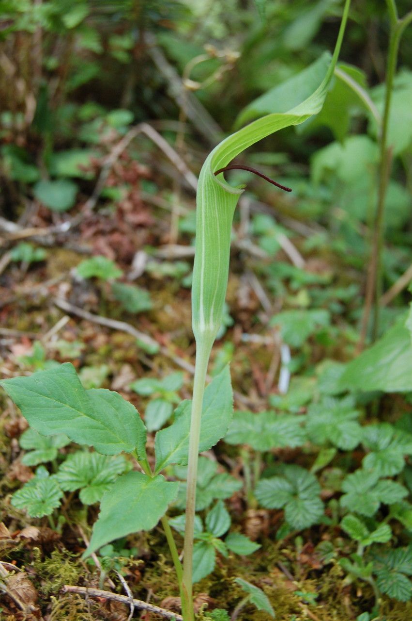 Arisaema jacquemontii habit