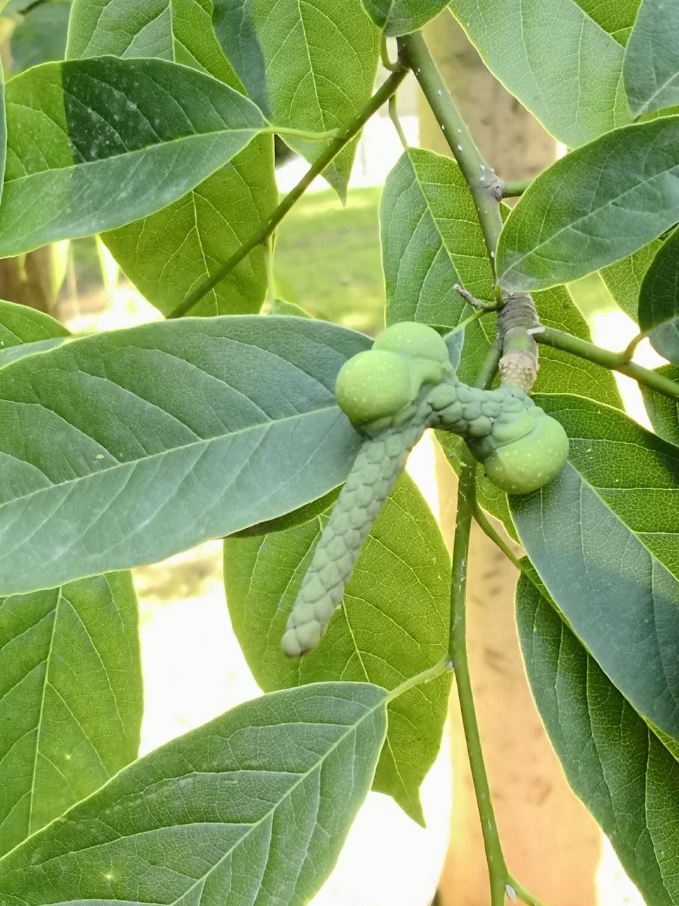 Magnolia amoena fruit