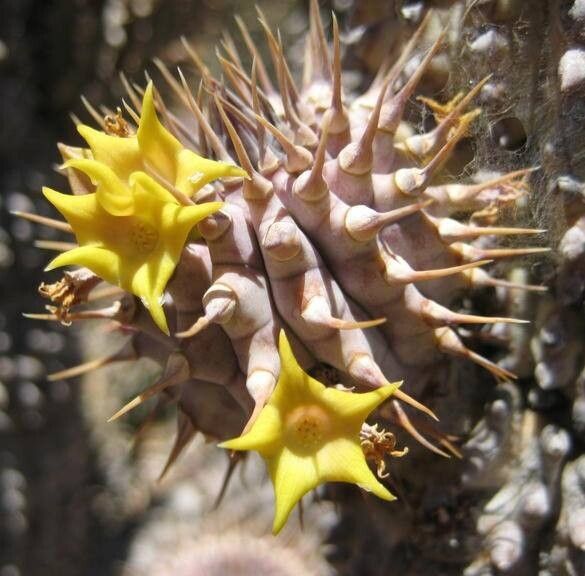 Hoodia alstonii — related species from the same genus