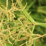 Cyperus tuberosus