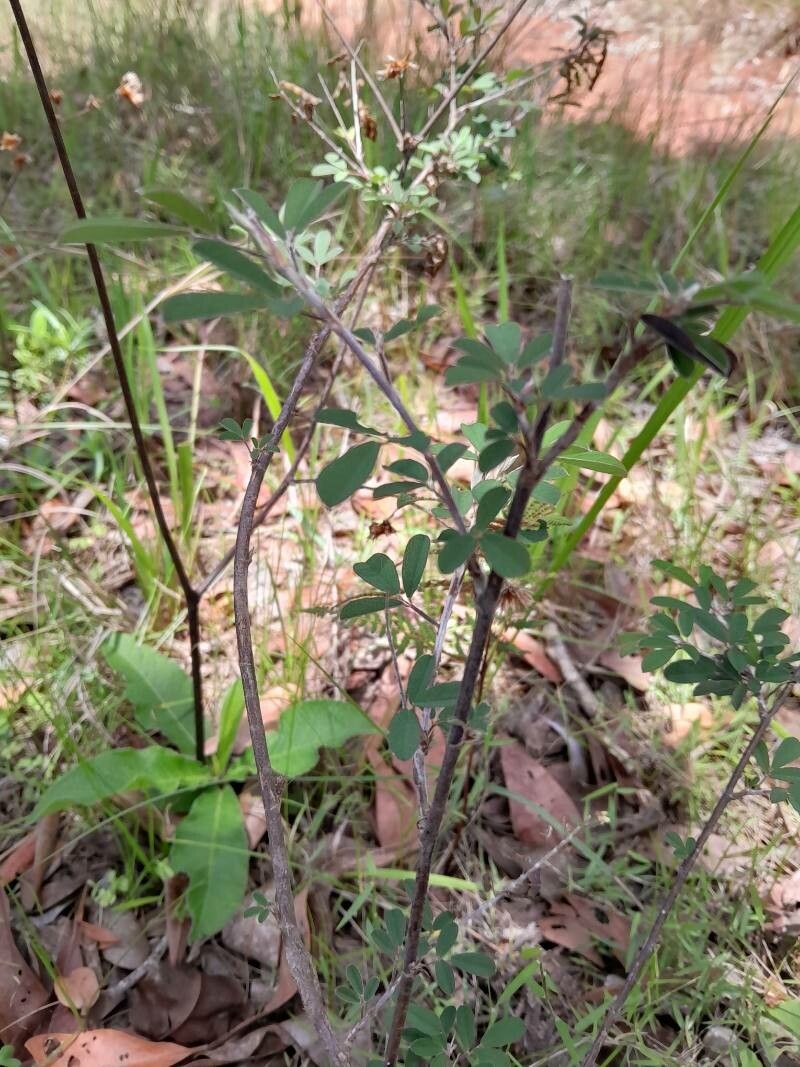 Argyrolobium catatii habit