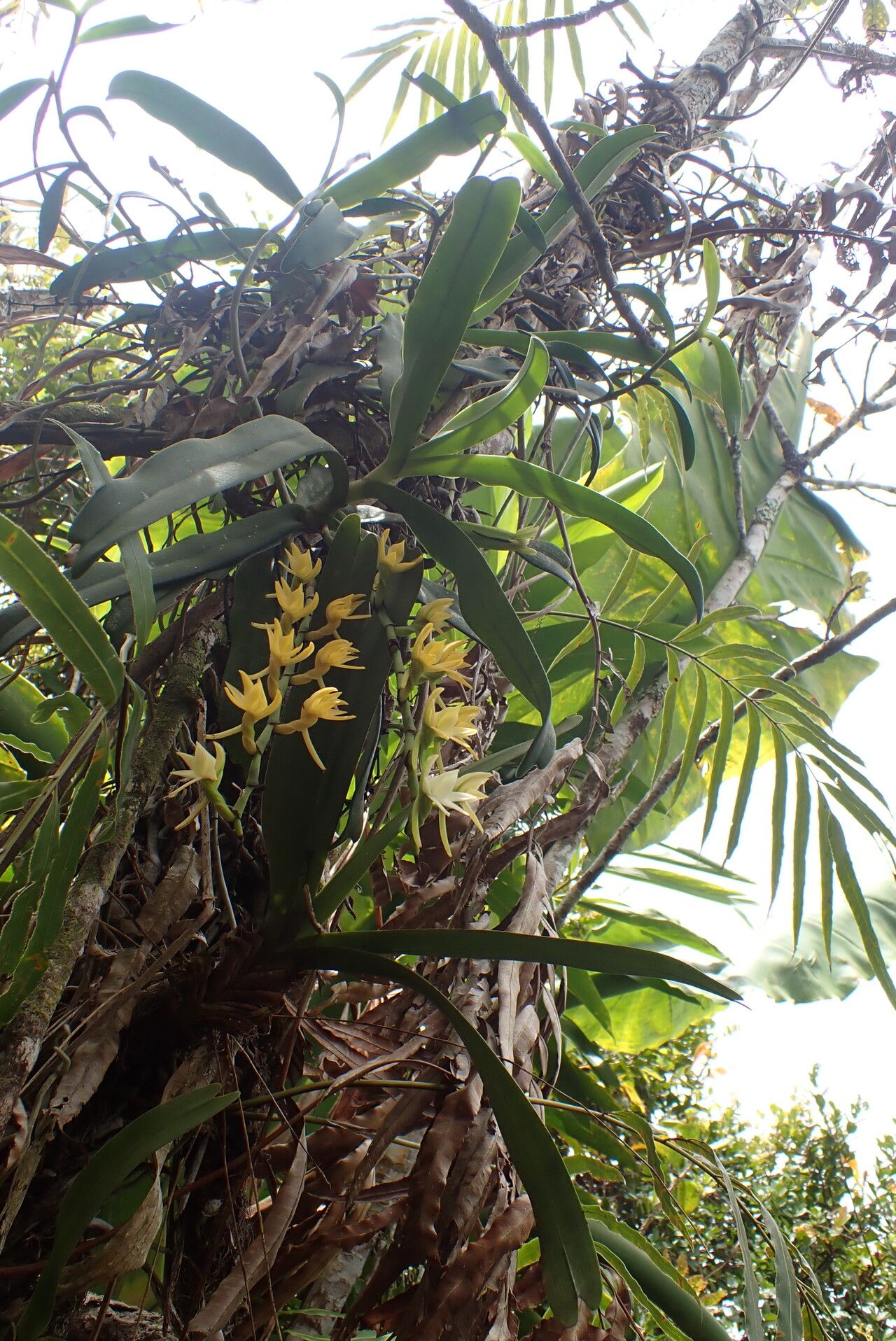Angraecum crassum flower