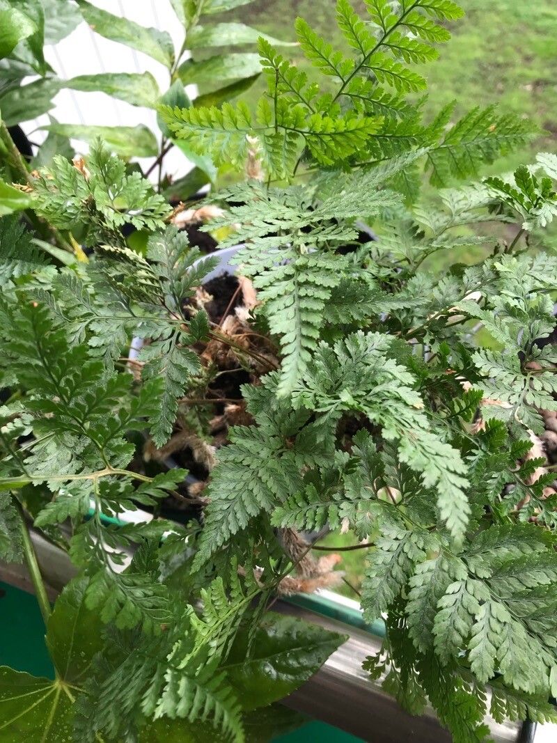 Davallia tyermannii leaf