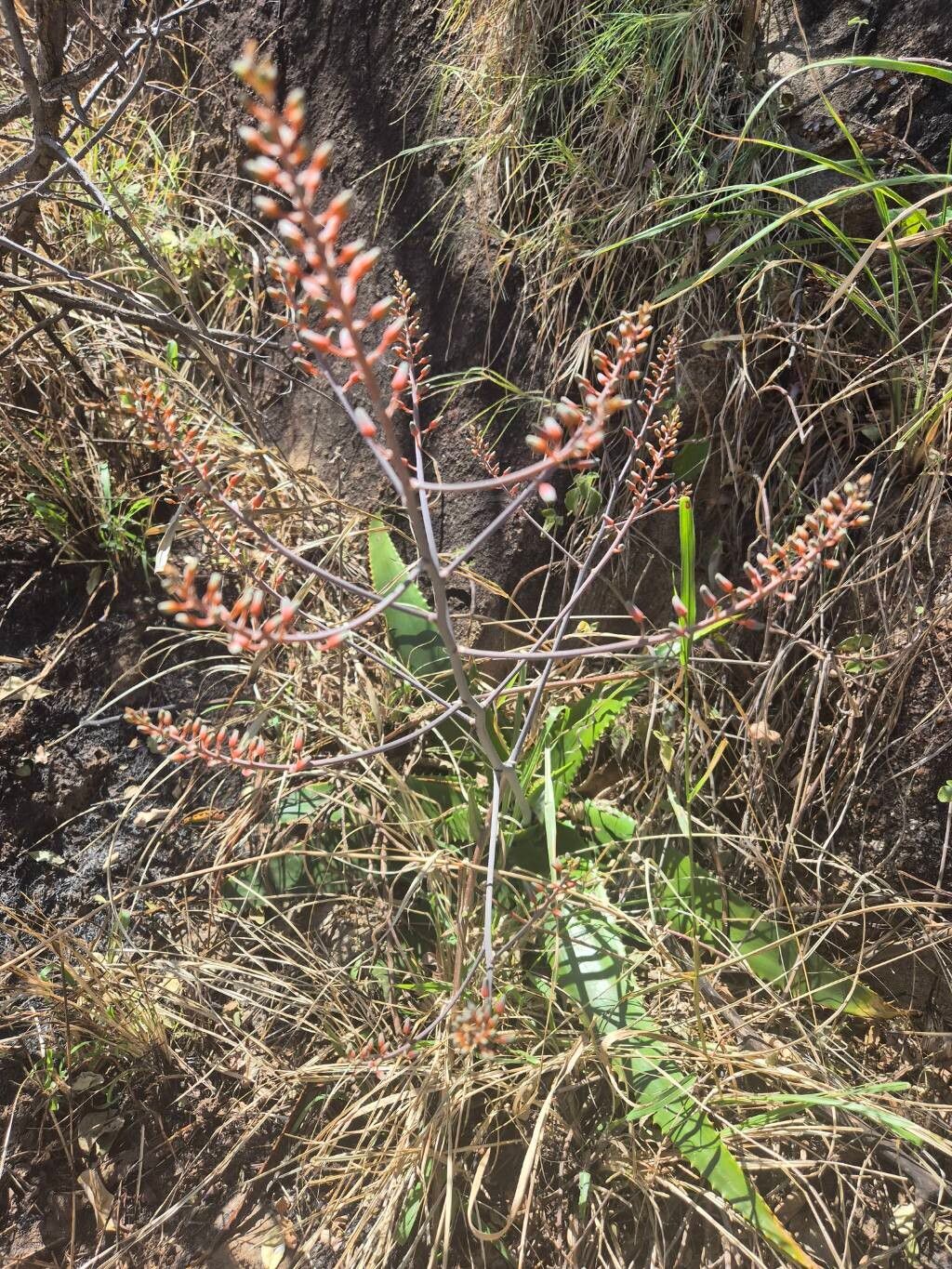 Aloe wilsonii flower