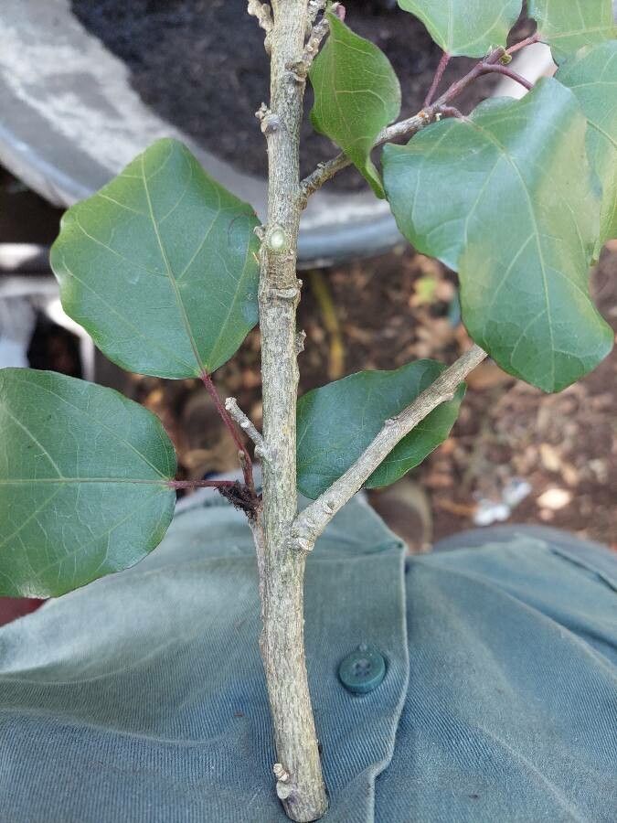 Hibiscus waimeae bark