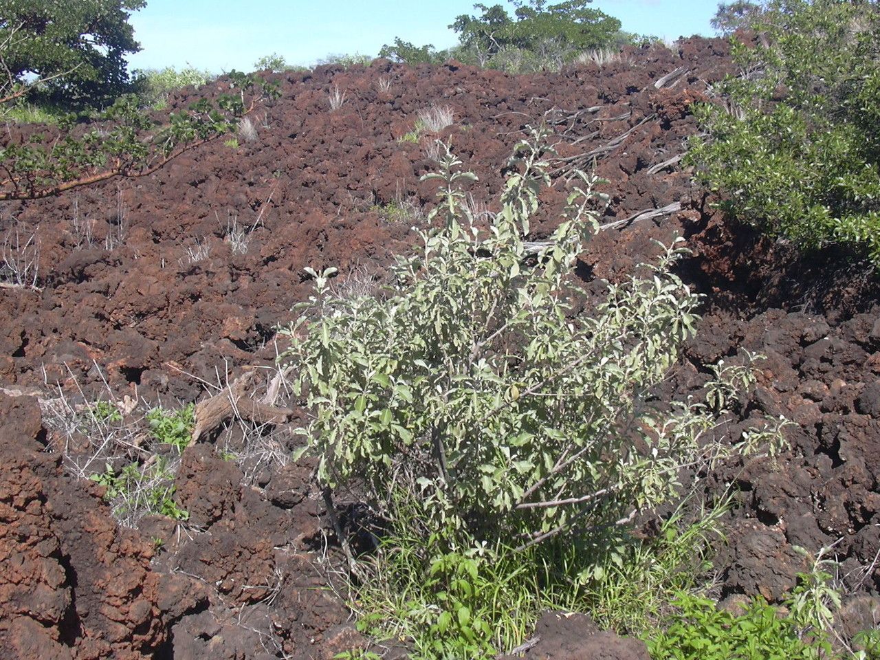 Achyranthes splendens habit