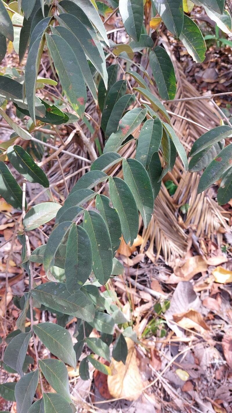 Talisia subalbens — houseplant care guide