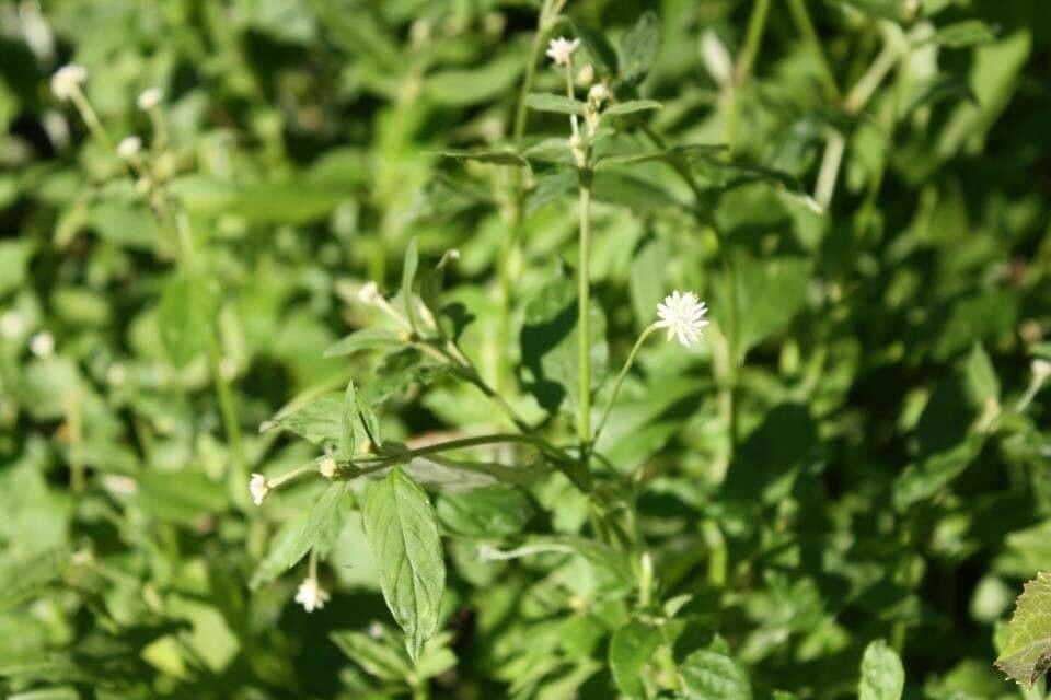 Alternanthera flavescens flower