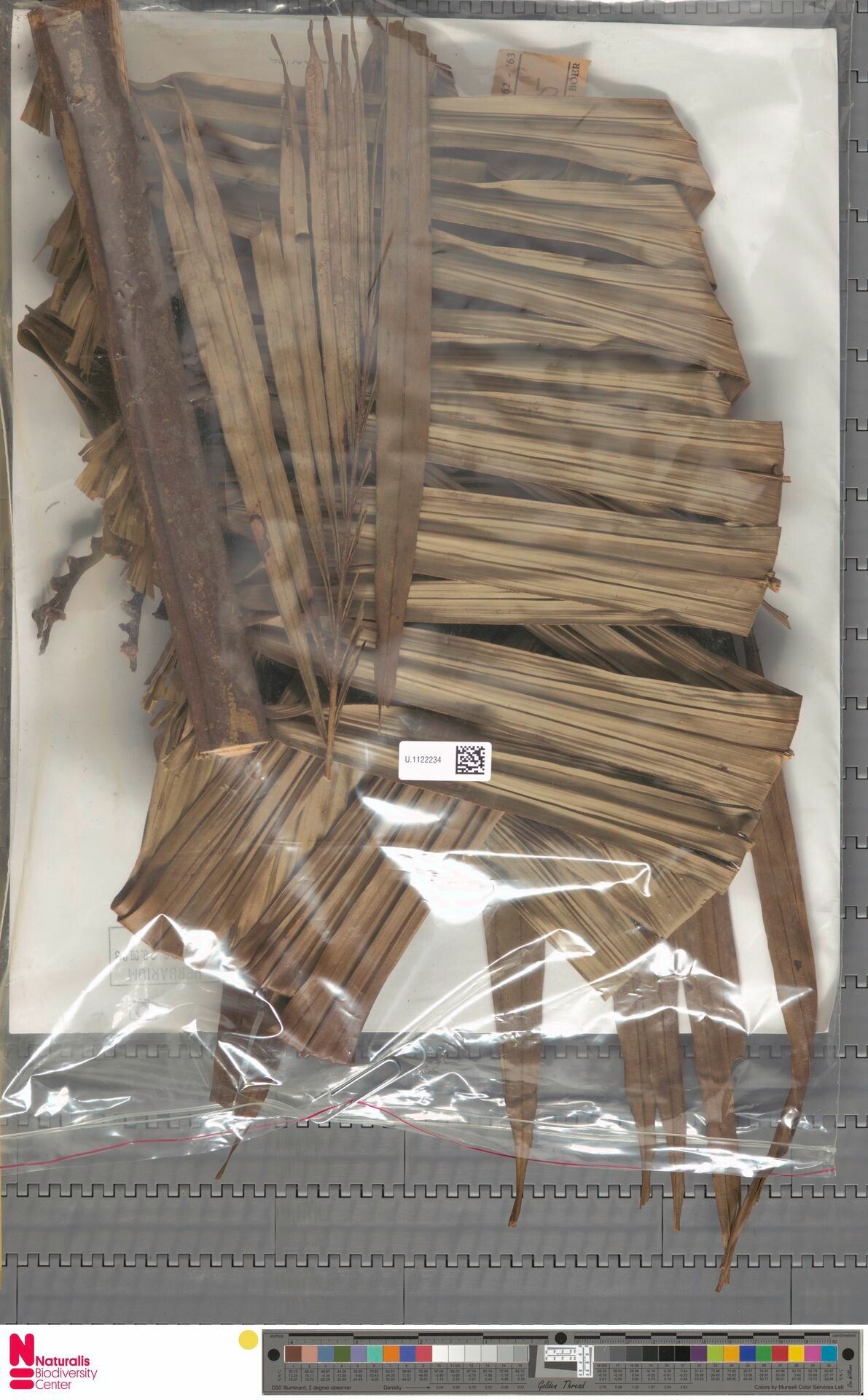 Attalea spectabilis — houseplant care guide