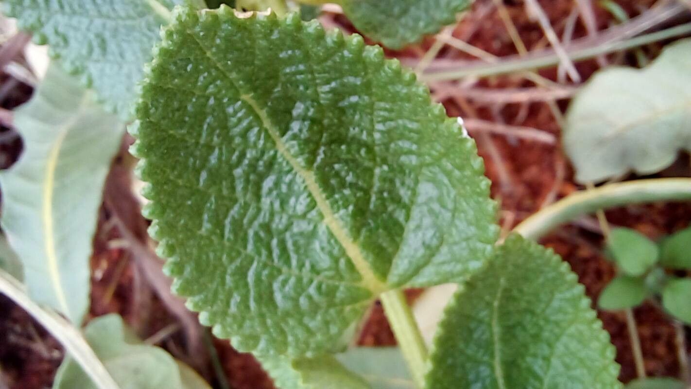 Lippia lacunosa leaf