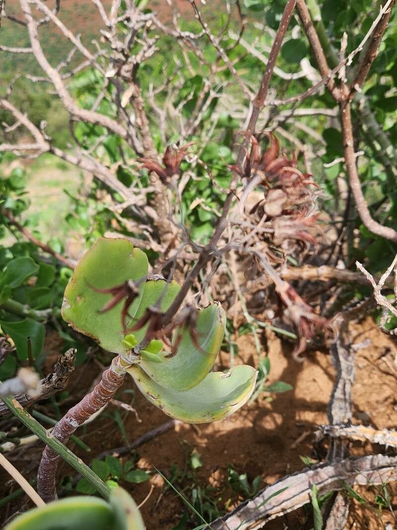 Cotyledon barbeyi fruit