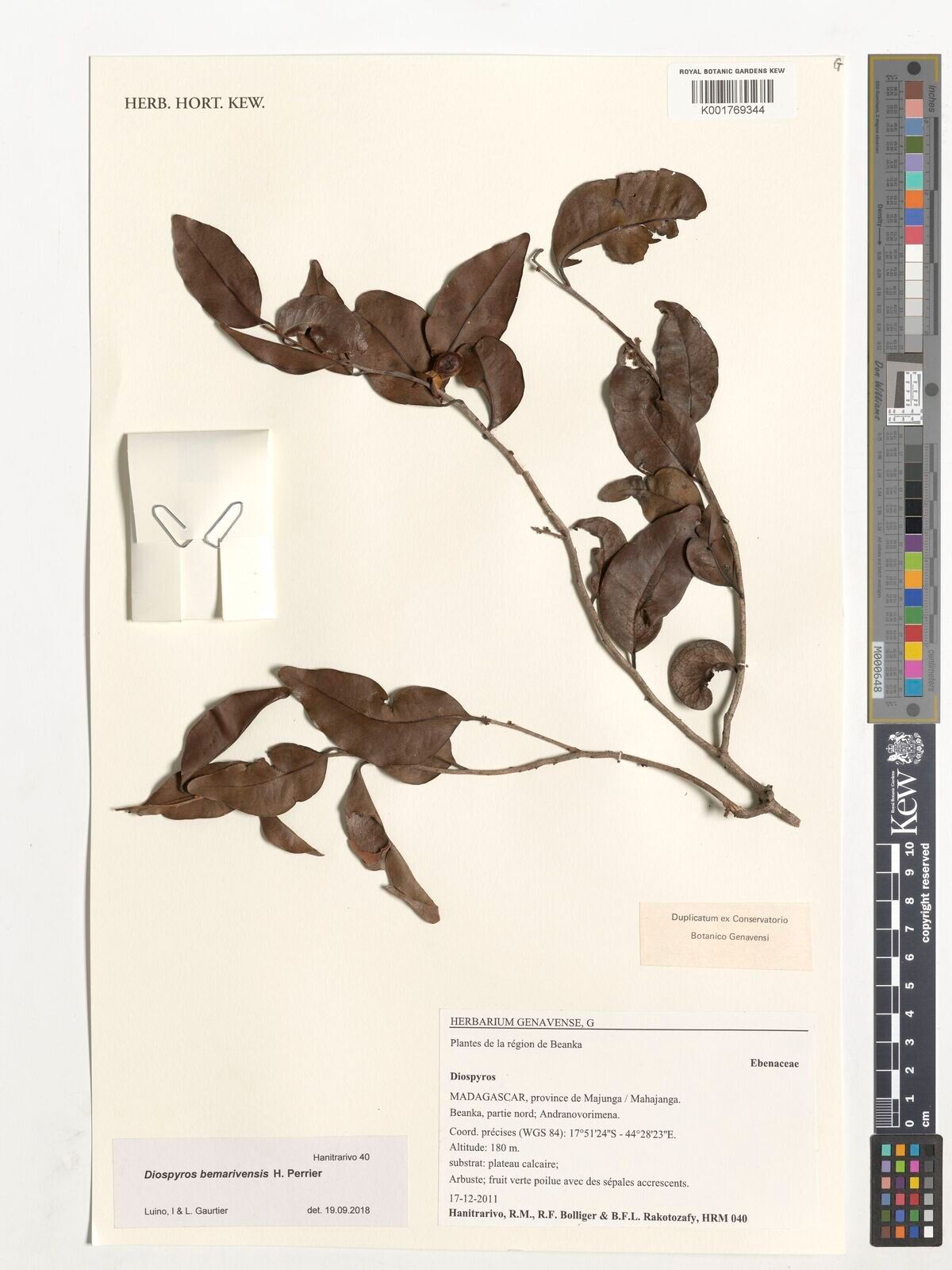 Diospyros bemarivensis — houseplant care guide