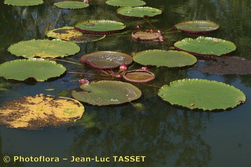Victoria regia habit