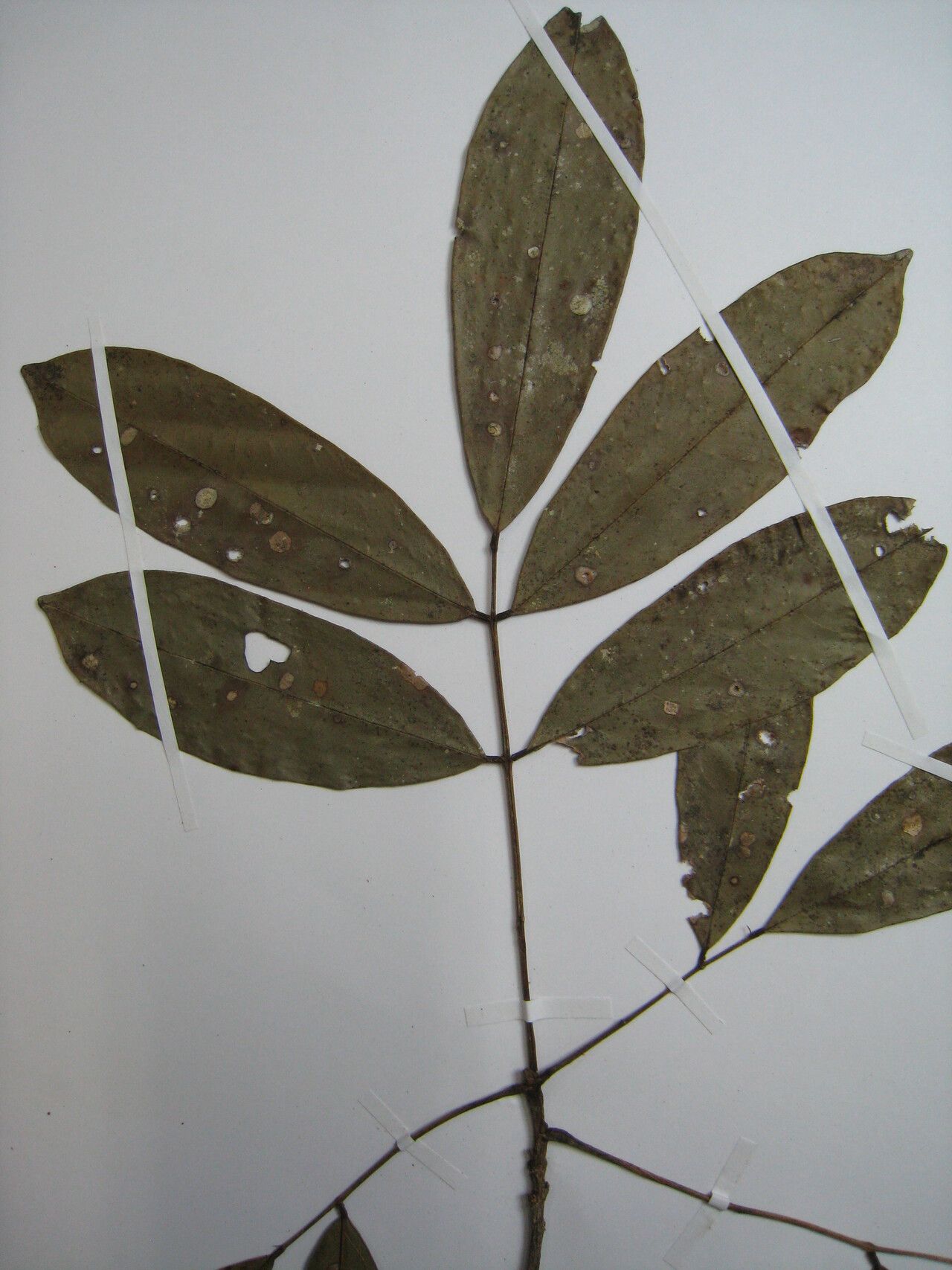 Andira surinamensis — search result for 'Andira'