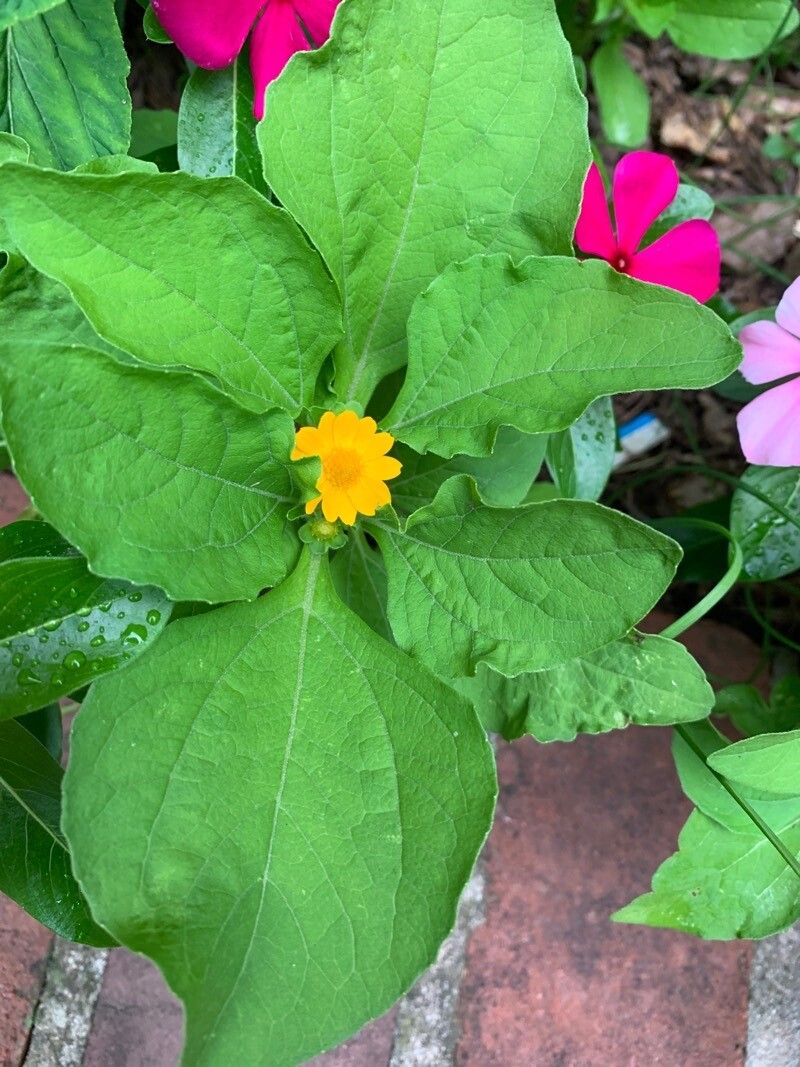 Melampodium divaricatum — search result for 'Southwestern United States'