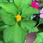 Melampodium divaricatum