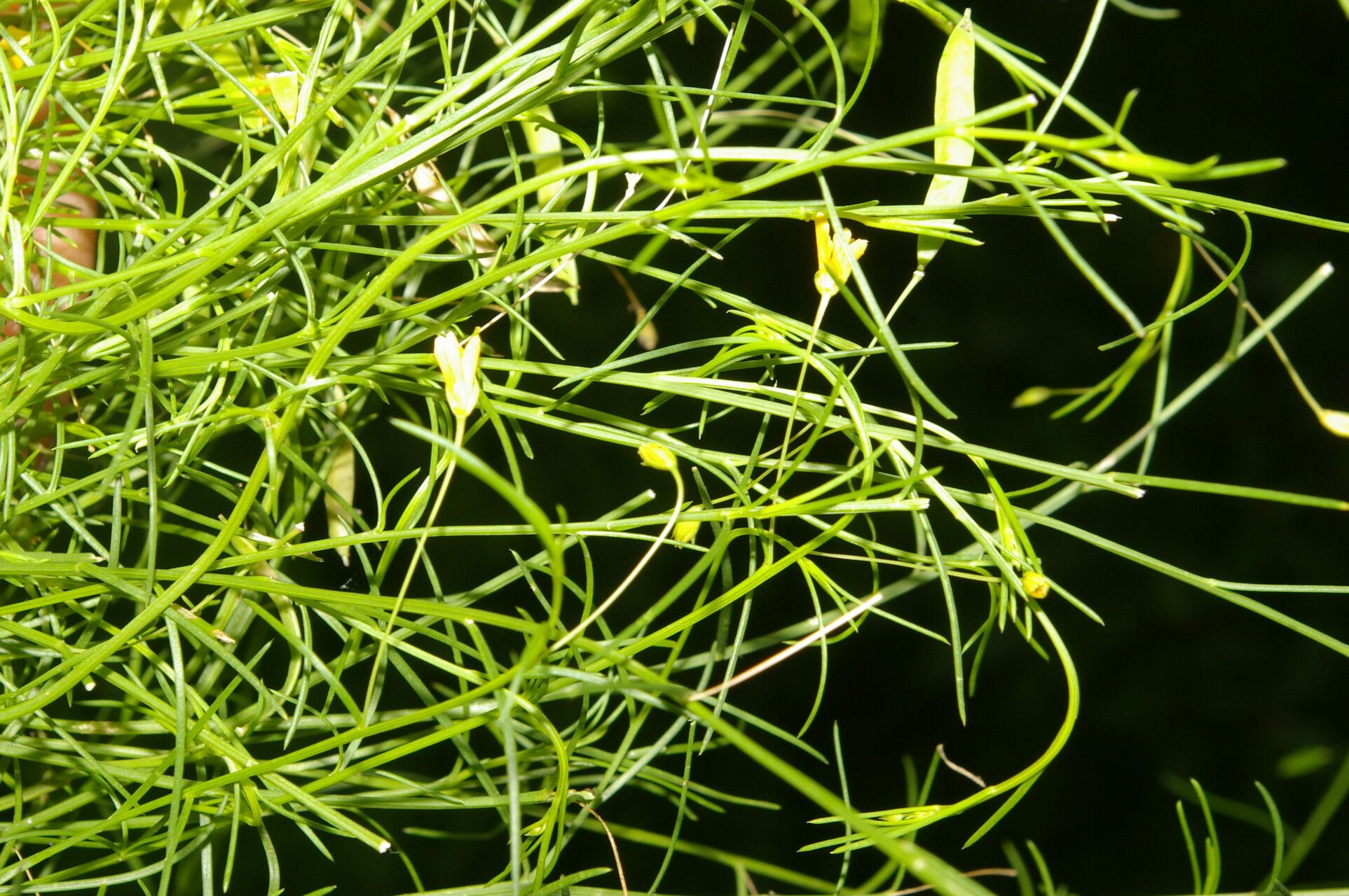 Cleome guianensis habit